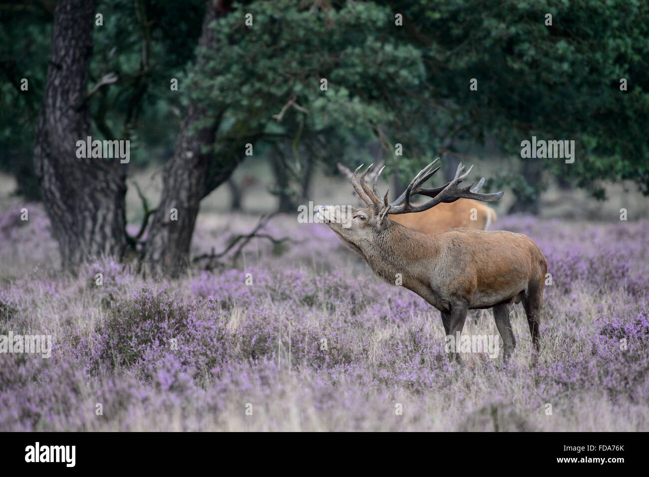 Red Deer cervo con grandi corna, in solchi stagione, impressionante comportamento. Accanto ad un grande albero di pino in un campo con la fioritura di erica viola. Foto Stock