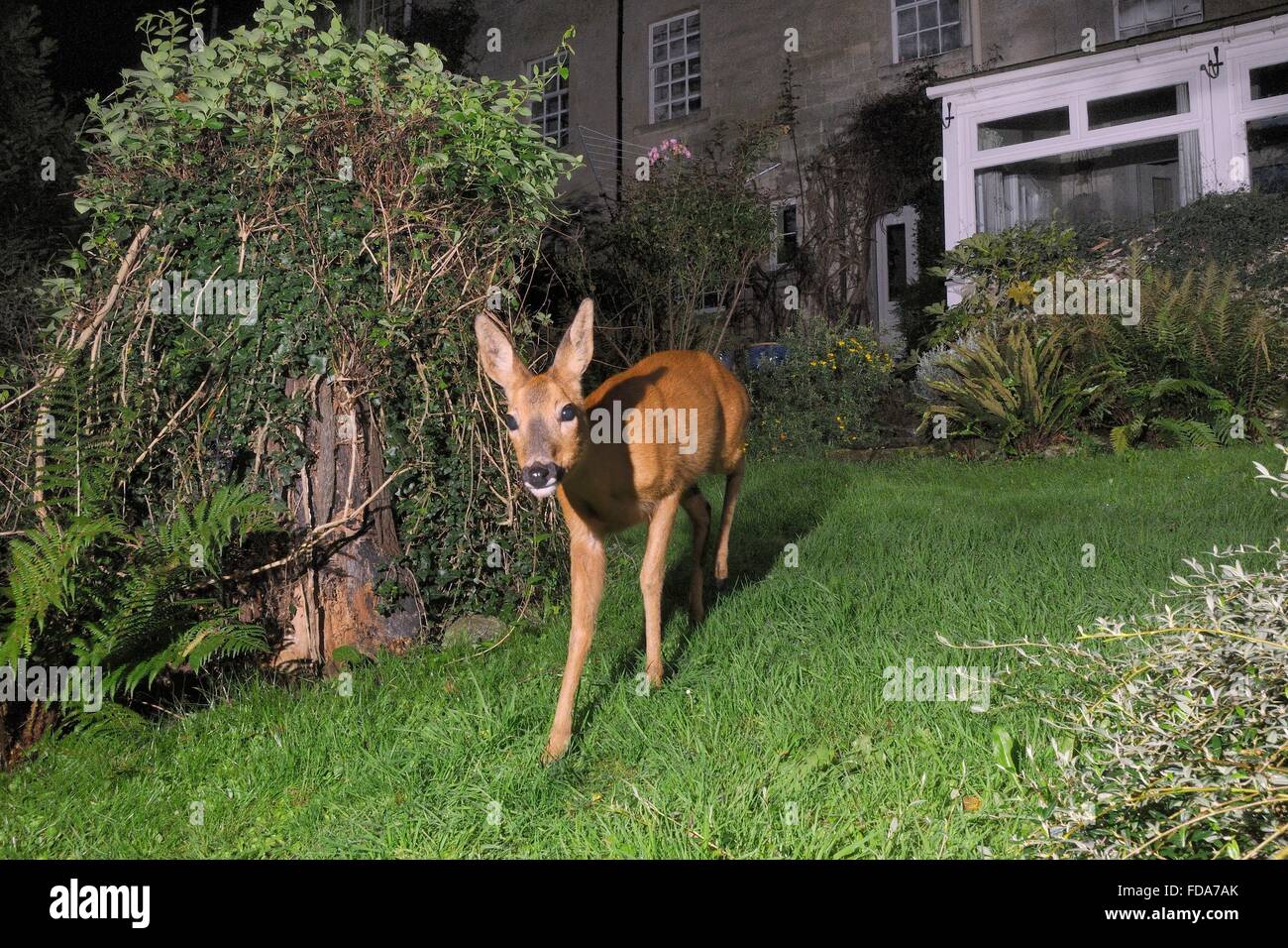 Capriolo doe (Capreolus capreolus) attraversando un giardino prato di notte vicino ad una casa, Wiltshire, Regno Unito. Foto Stock
