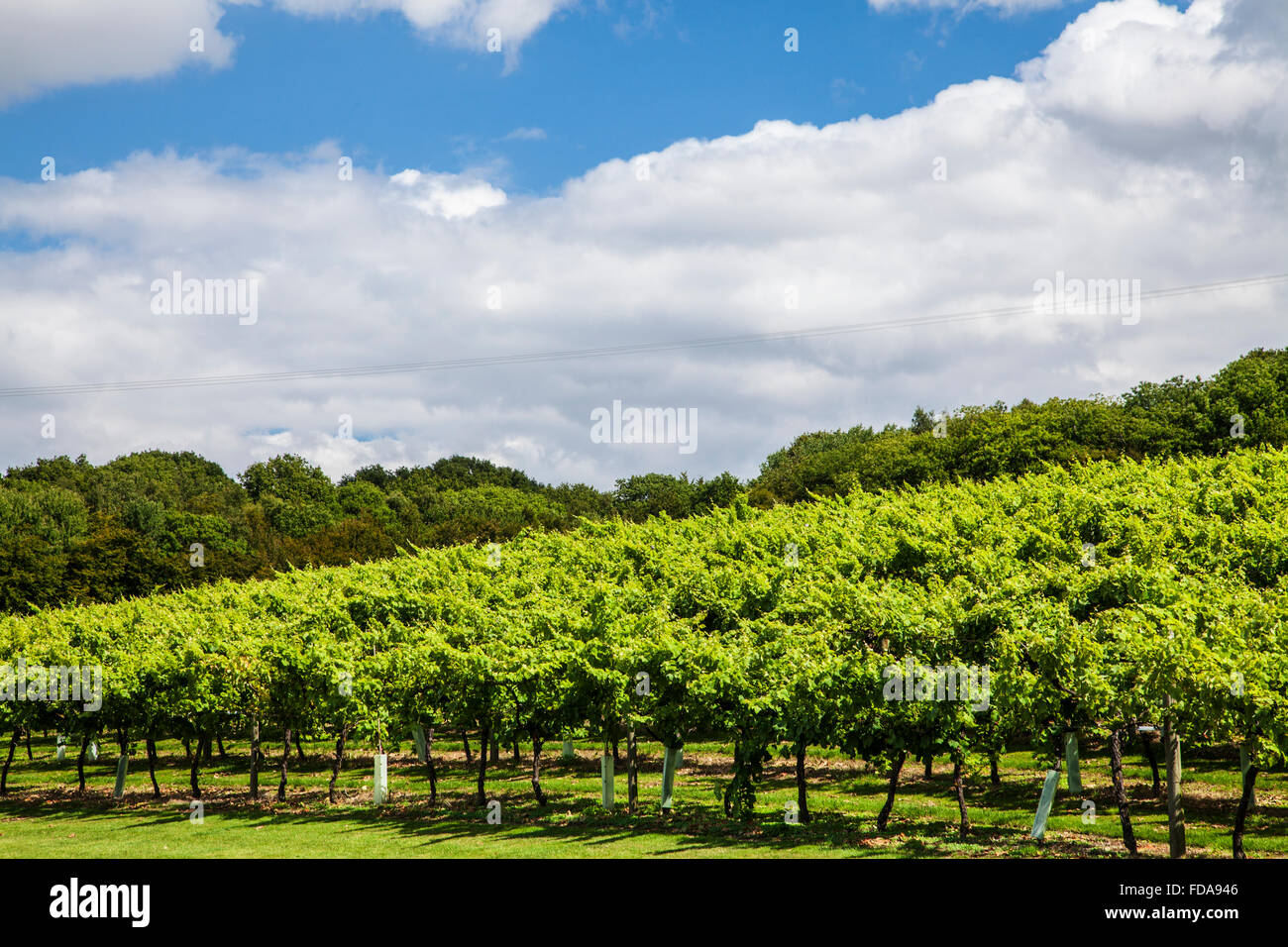 Biddenden vigneti nel Kent. Foto Stock