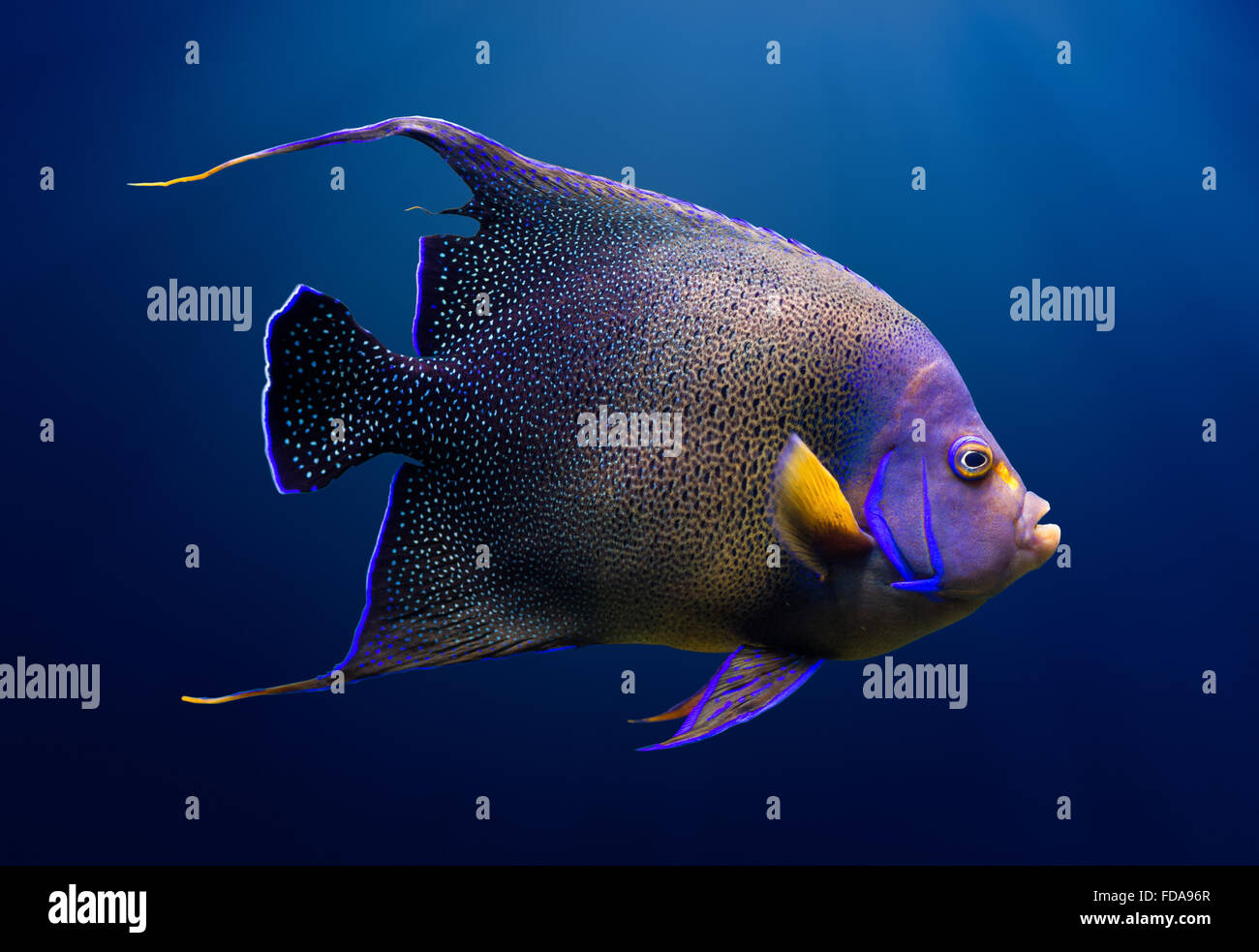 Sea Life: adulto Corano angelfish, o semicerchio angelfish (Pomacanthus semicirculatus), naturale su sfondo blu Foto Stock