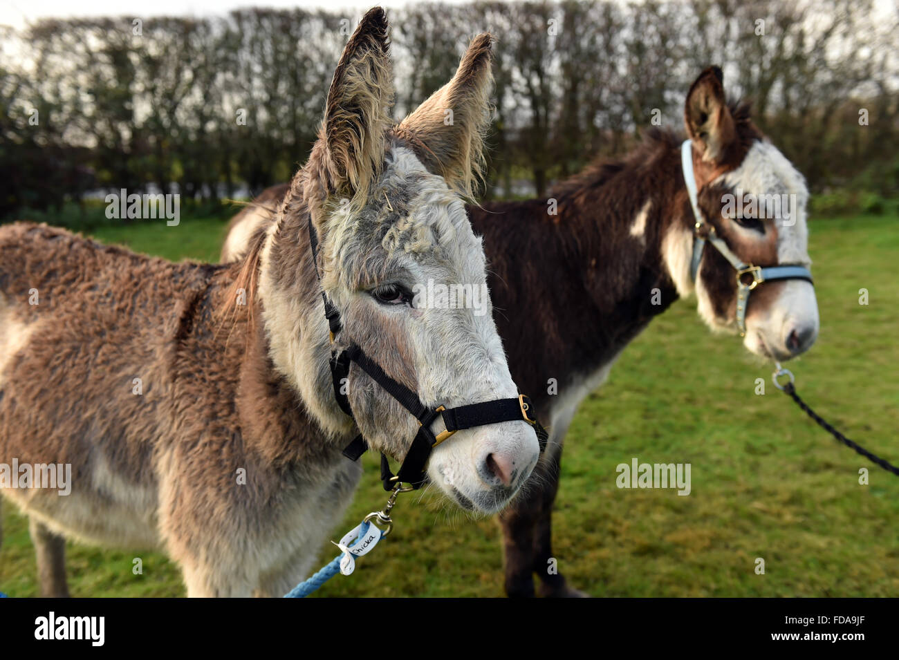 Due asini in un Donkey Sanctuary York Regno Unito Foto Stock