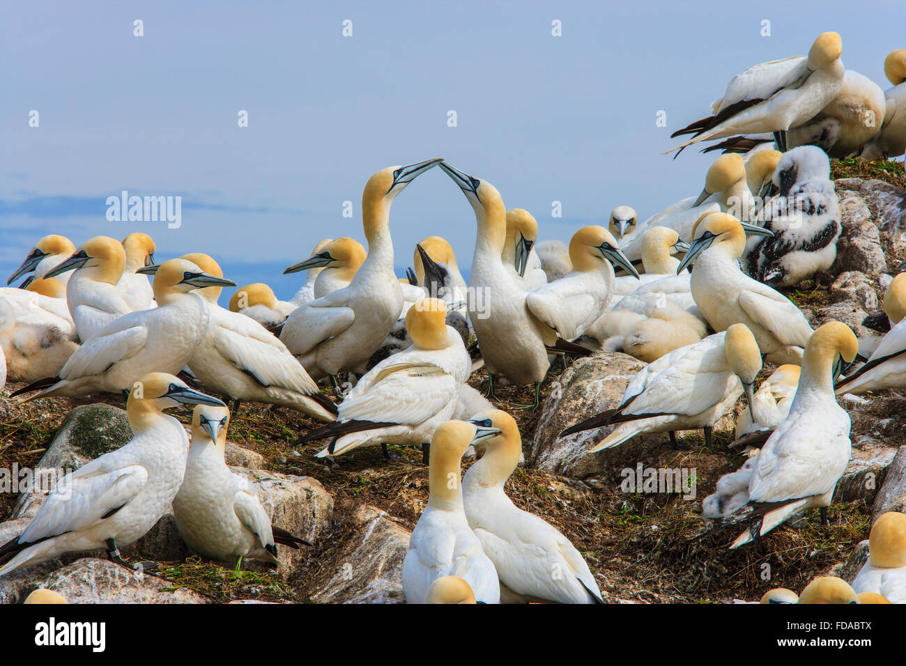 Northern gannet colonia Morus bassanus uccelli marini regno unito Foto Stock