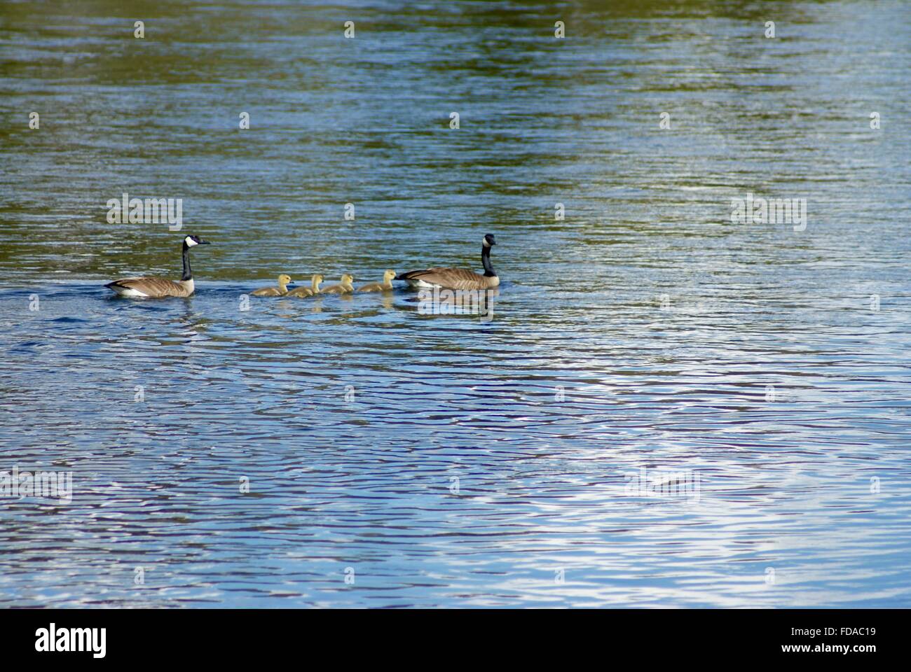 Una famiglia di oche nuoto attraverso il fiume nel Parco Nazionale di Yellowstone, Montana. Foto Stock