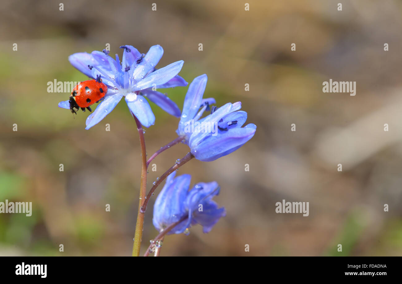 Ladybug seduto su un fiore di primavera nel giardino Foto Stock
