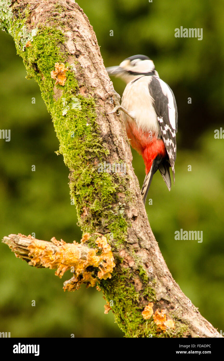 Picchio rosso maggiore [Dendrocopos major]. Alimentazione su suet spremuta in fori trapanati nel retro del log out della visione di film Foto Stock