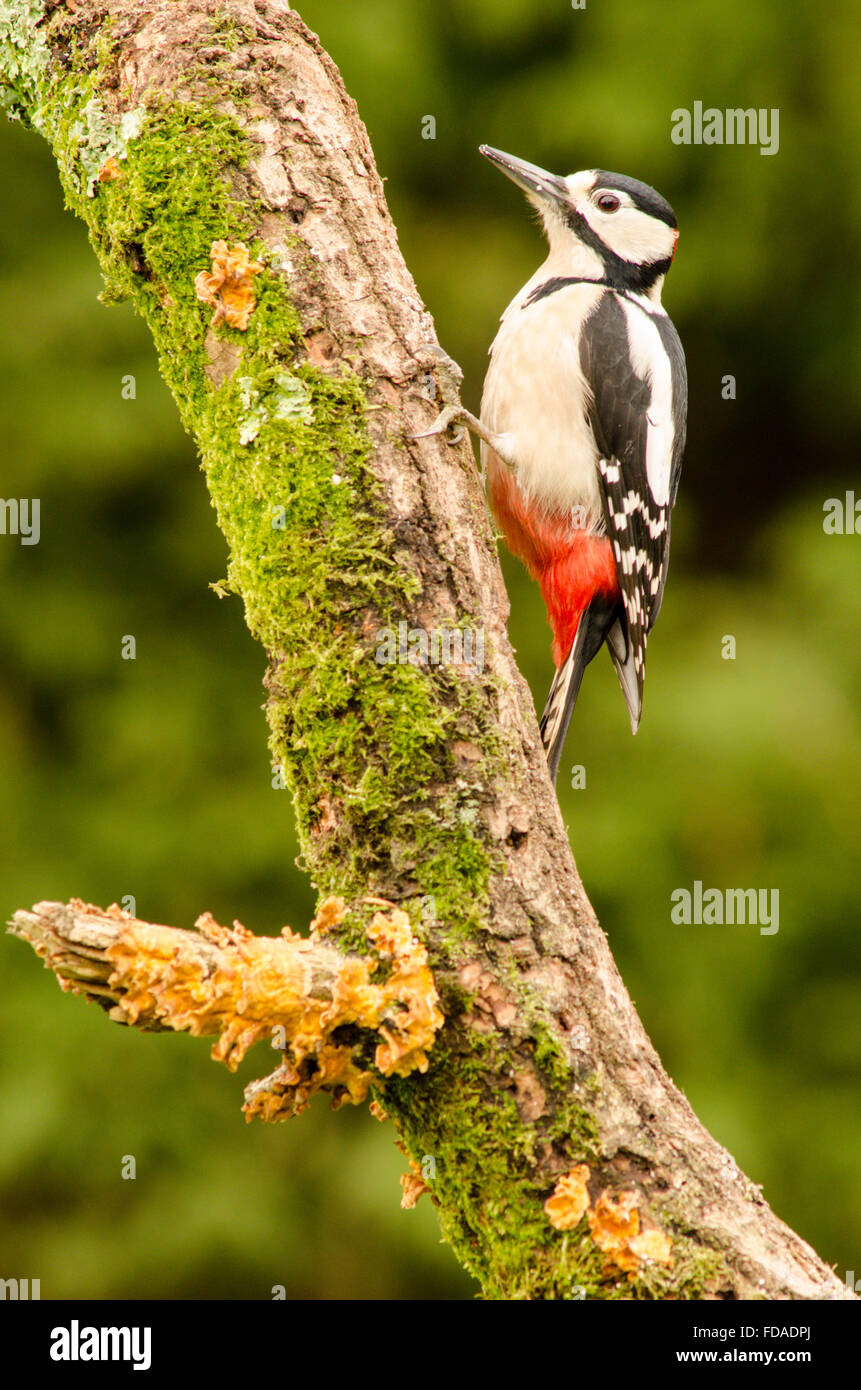 Picchio rosso maggiore [Dendrocopos major]. Alimentazione su suet spremuta in fori trapanati nel retro del log out della visione di film Foto Stock