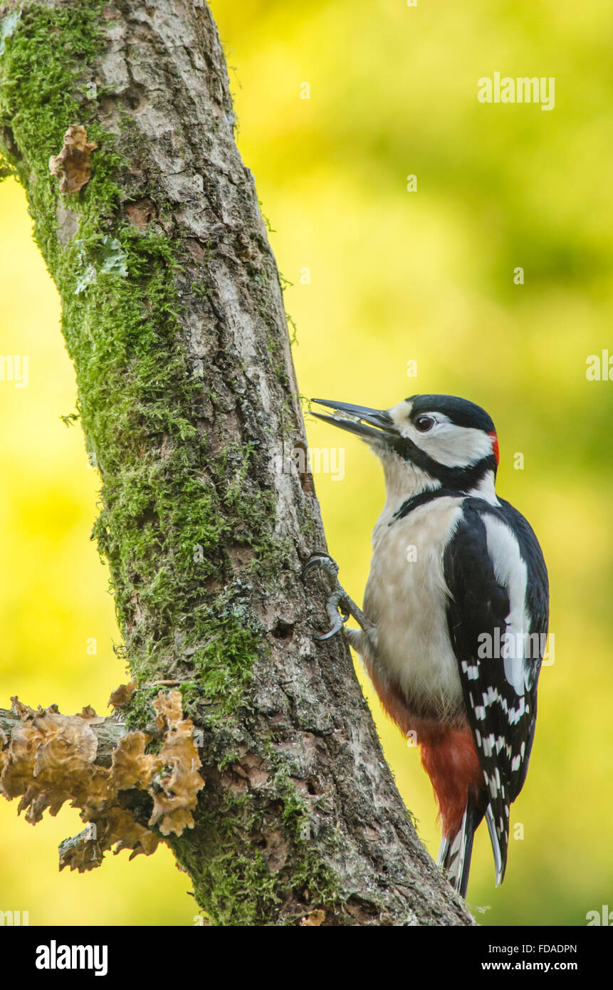 Picchio rosso maggiore [Dendrocopos major]. Alimentazione su suet spremuta in fori trapanati nel retro del log out della visione di film Foto Stock