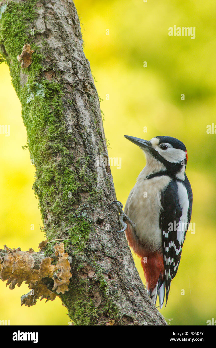 Picchio rosso maggiore [Dendrocopos major]. Alimentazione su suet spremuta in fori trapanati nel retro del log out della visione di film Foto Stock