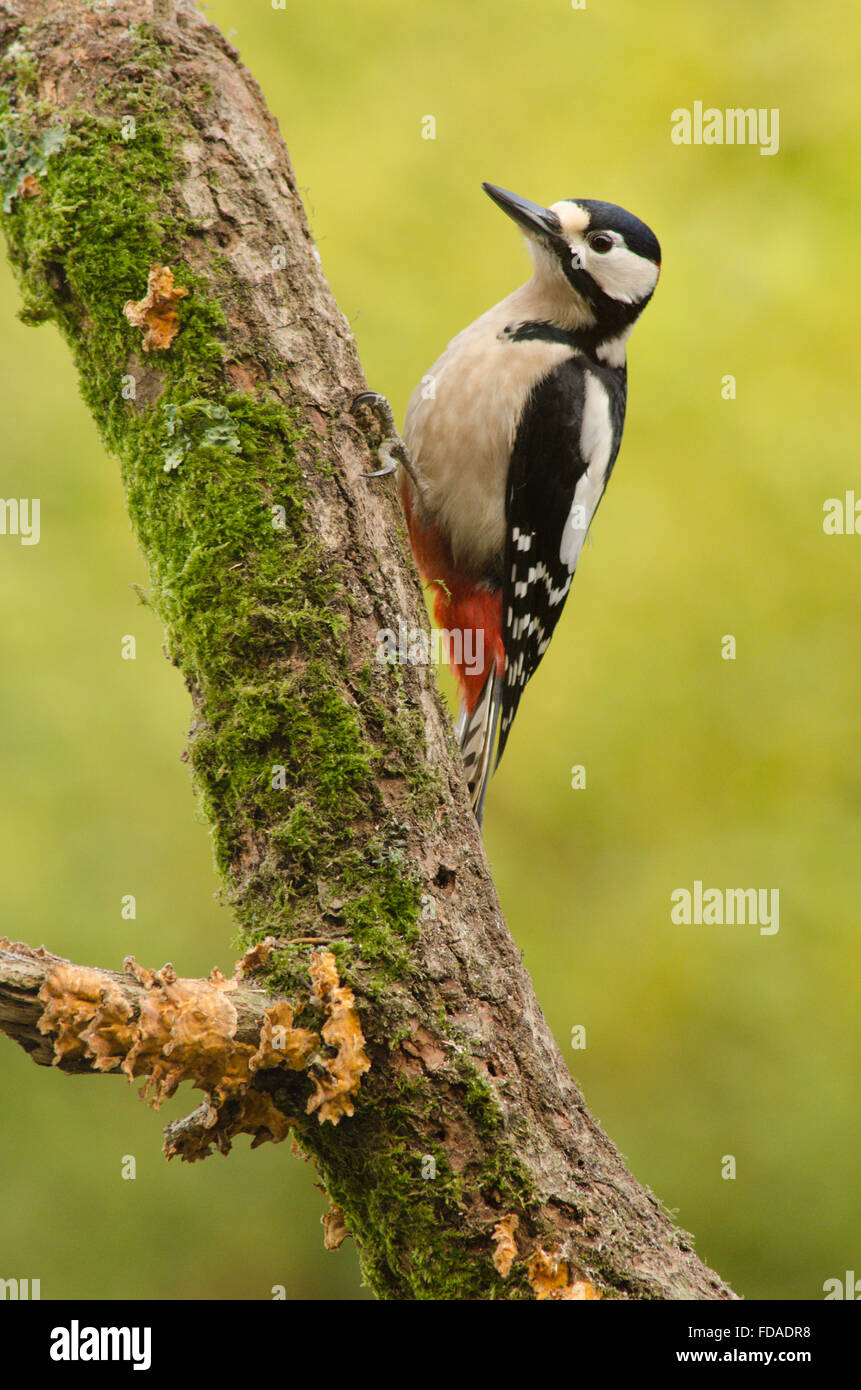 Picchio rosso maggiore [Dendrocopos major]. Alimentazione su suet spremuta in fori trapanati nel retro del log out della visione di film Foto Stock