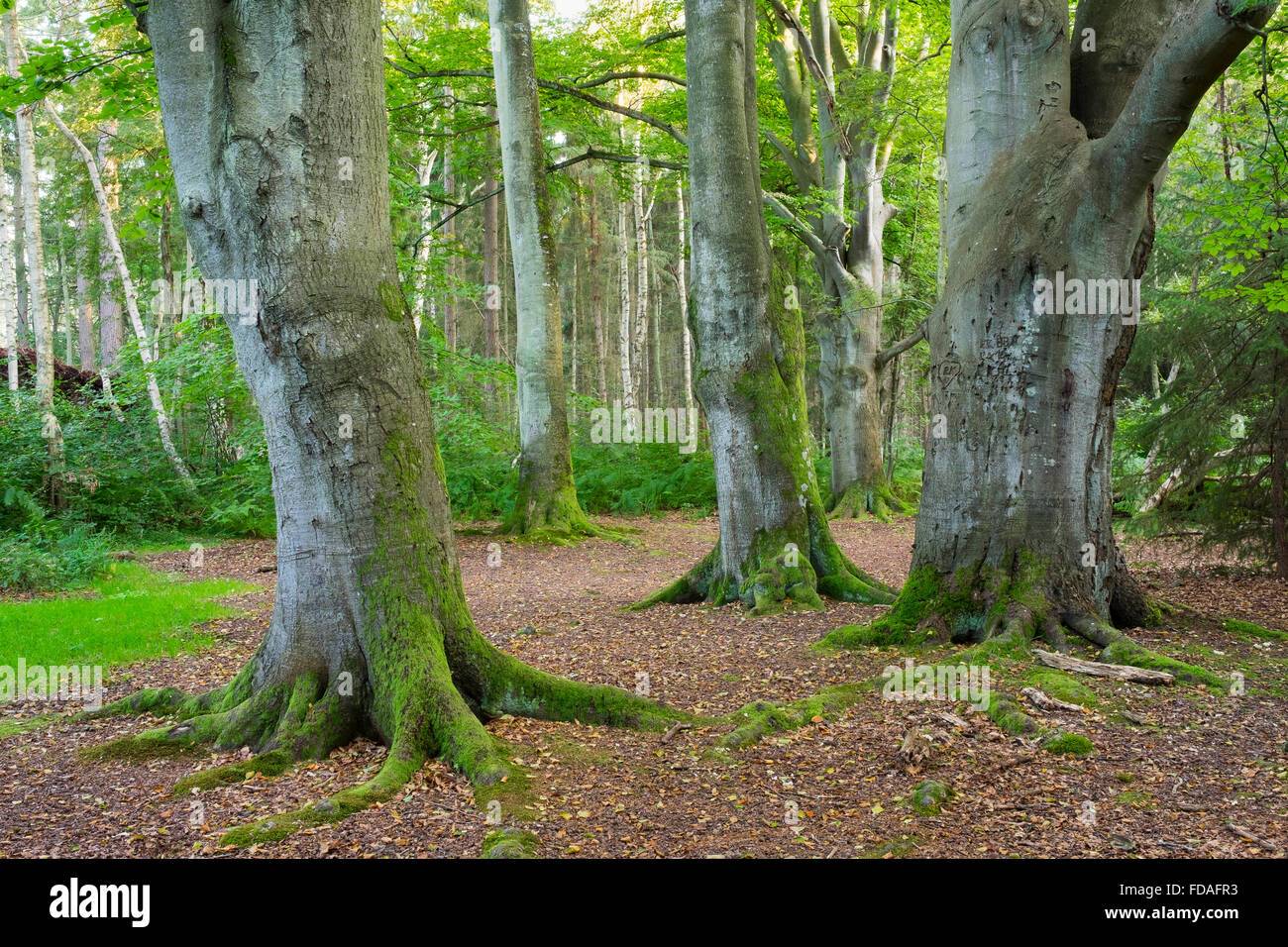 Vecchio faggio (Fagus sylvatica), Darßwald foresta, Darß, Fischland-Darß-Zingst, Western Pomerania Area Laguna Parco Nazionale Foto Stock