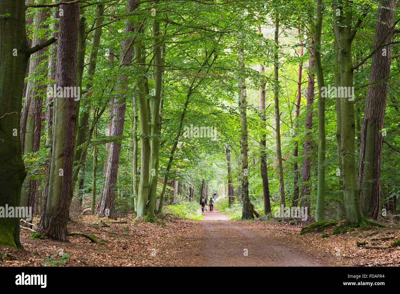 Sentieri nella foresta Darßwald, Darß, Fischland-Darß-Zingst, Western Pomerania Area Laguna Parco Nazionale Foto Stock