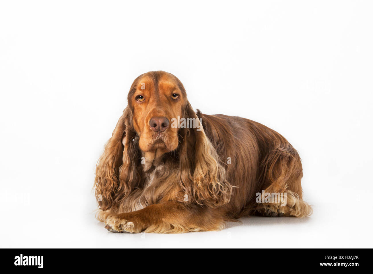 English Cocker Spaniel cane (Canis lupus familiaris) ritratto contro uno sfondo bianco Foto Stock