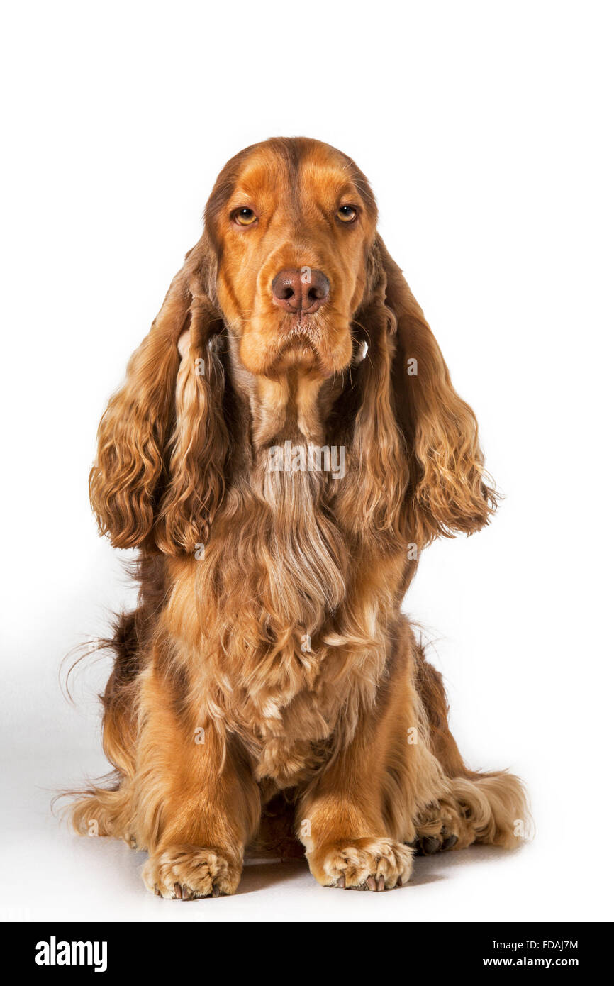 English Cocker Spaniel cane (Canis lupus familiaris) ritratto contro uno sfondo bianco Foto Stock