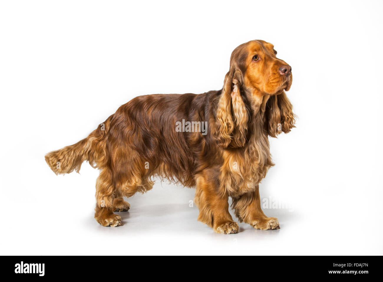 English Cocker Spaniel cane (Canis lupus familiaris) ritratto contro uno sfondo bianco Foto Stock