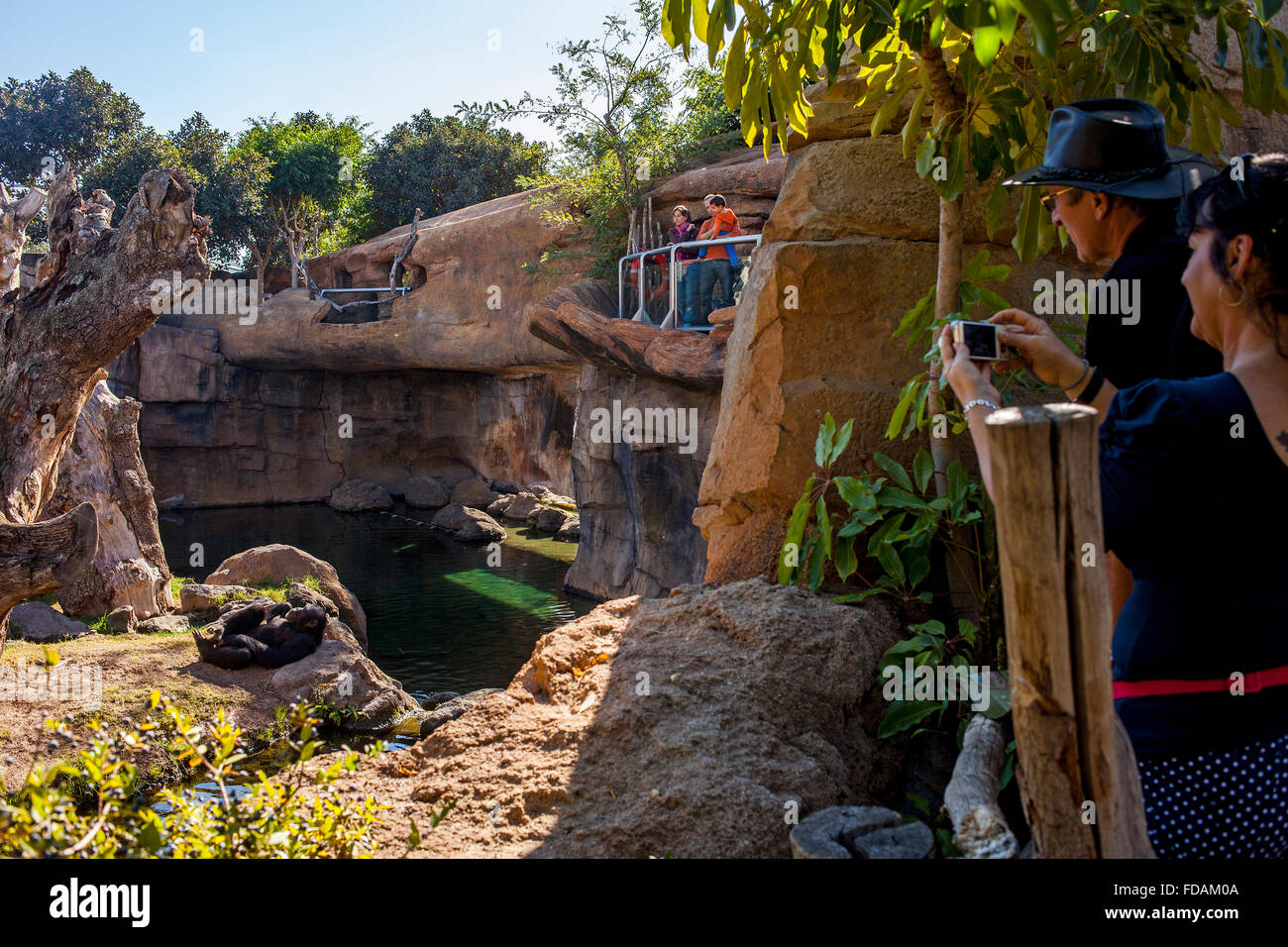 Persone rispettando uno scimpanzé,Pan troglodytes.Bioparco.Valencia, Spagna. Foto Stock