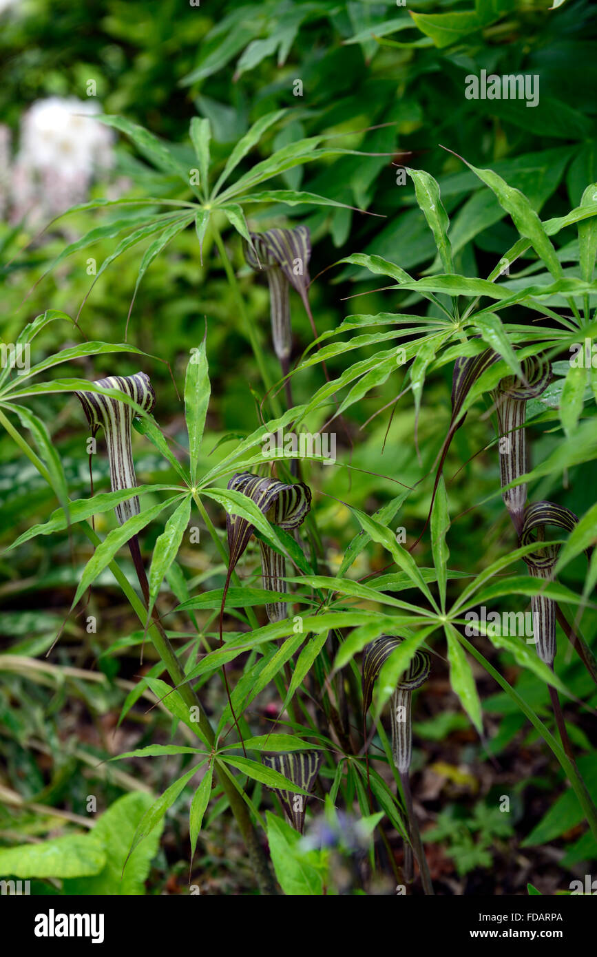 Arisaema consanguineum legno tinta di bosco ombroso giardino ombreggiato giardinaggio fogliame impianto architettonico floreale RM Foto Stock