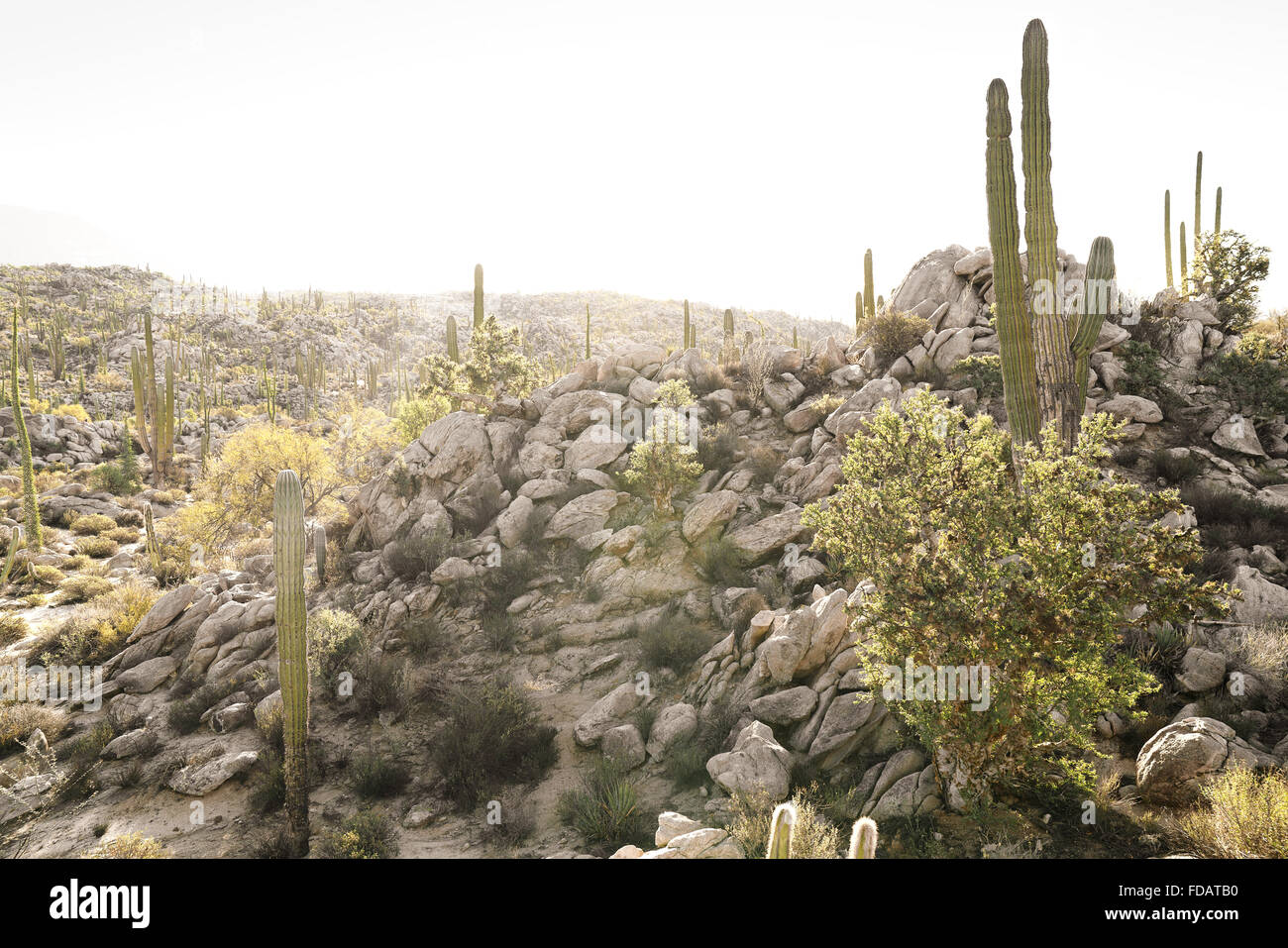 La scena del deserto in Baja California, Messico Foto Stock