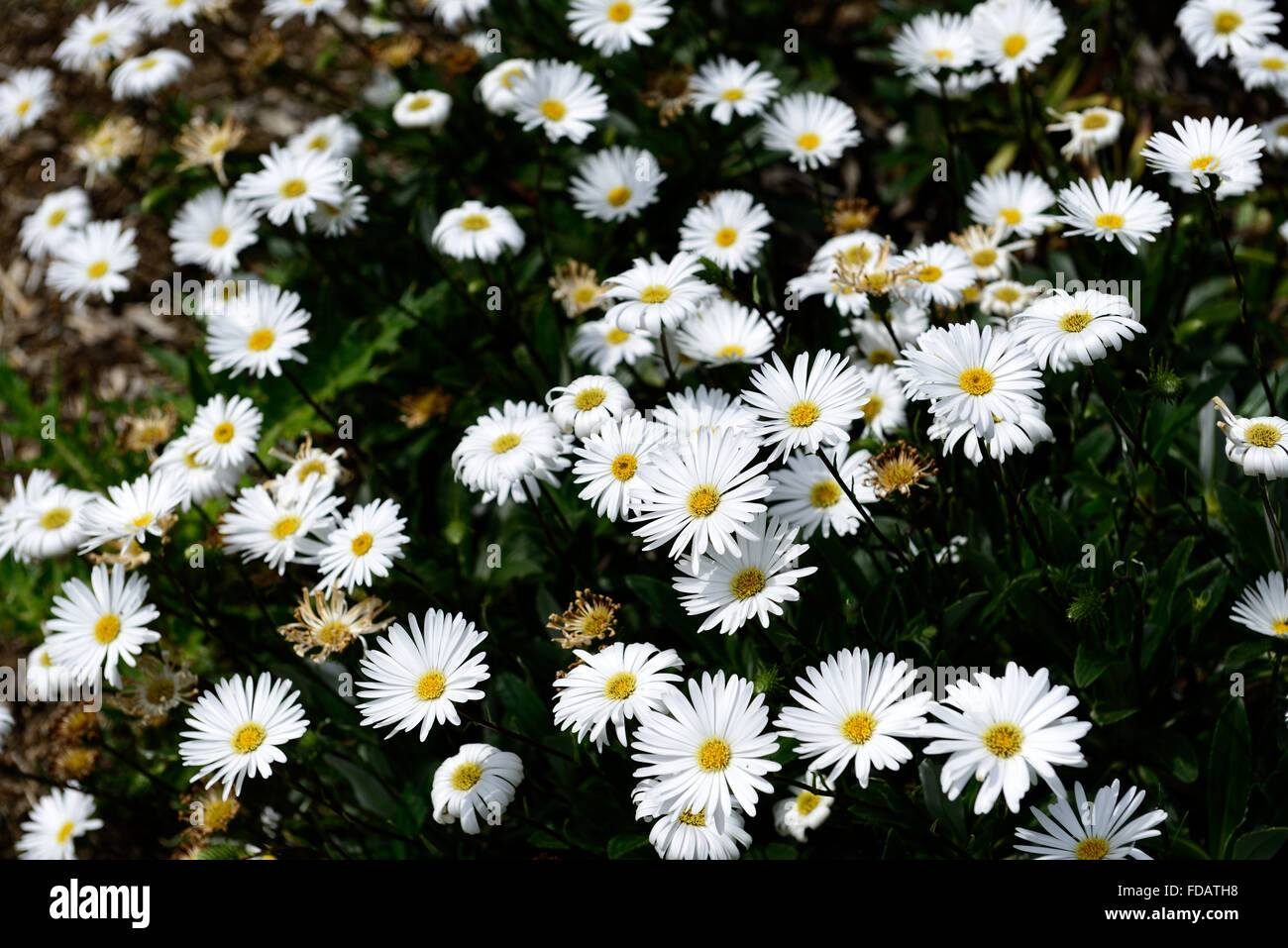 Lindsayi celmisia Lindsay di margherite Daisy piccolo fiore bianco fiori  floriferous pianta perenne floreale RM Foto stock - Alamy