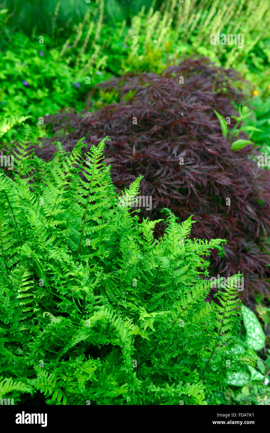 Dryopteris affinis Cristata re Acer palmatum dissectum verde fogliame color porpora foglie schema impianto floreale RM Foto Stock