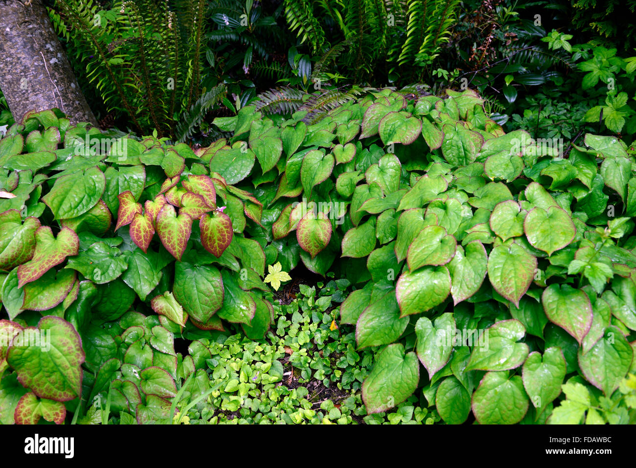 Epimedium fogliame verde lascia ombra ombra ombra schema impianto terra verde coperchio floreale RM Foto Stock