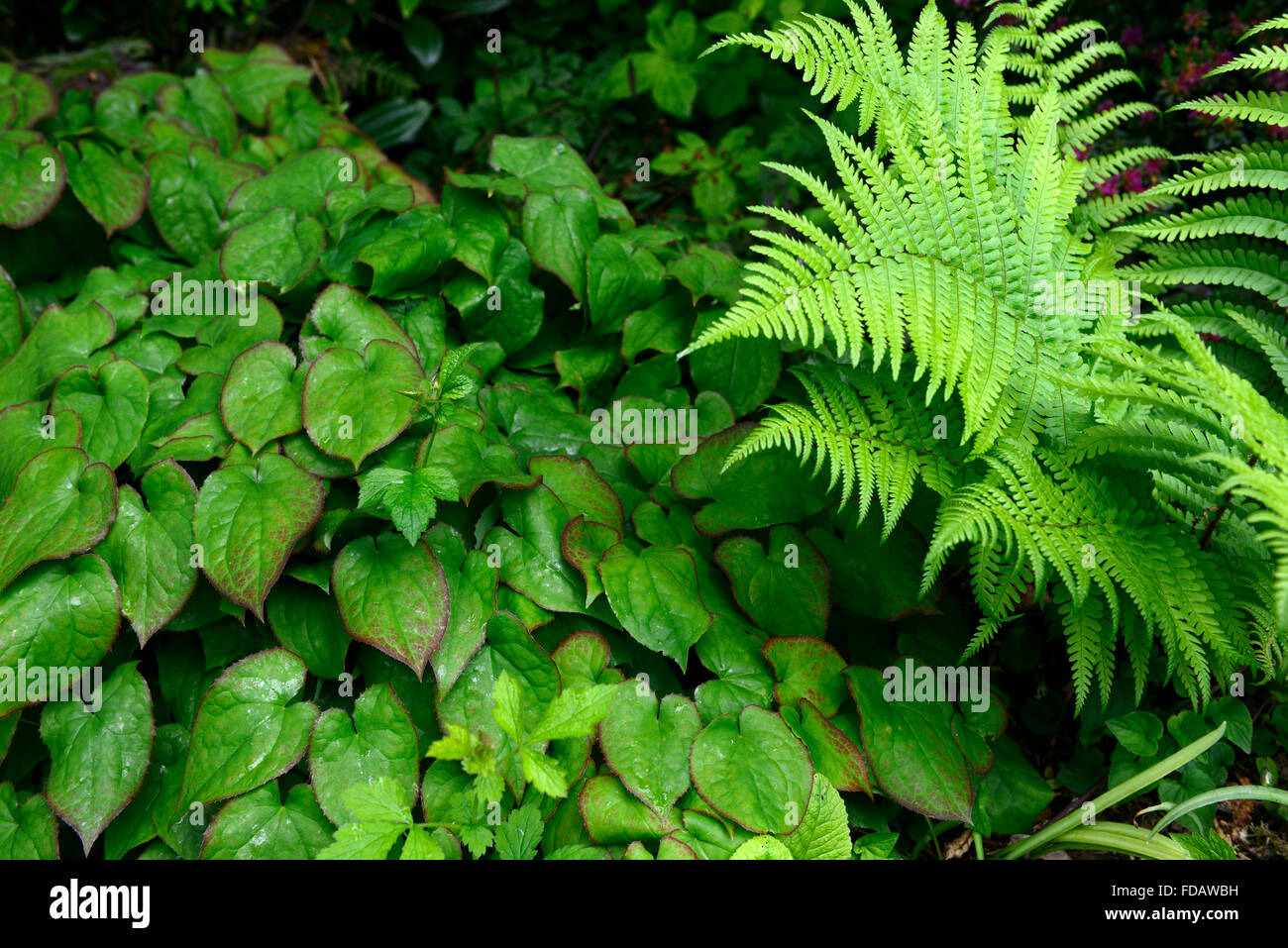 Epimedium dryopteris filix-mas fogliame verde lascia ombra ombra ombra schema impianto terra verde coperchio floreale RM Foto Stock