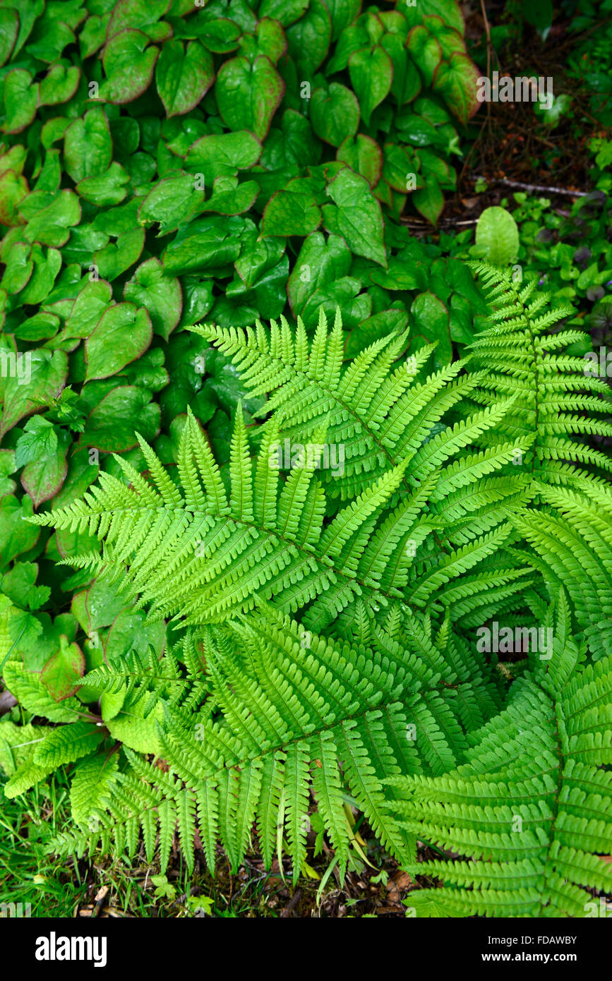 Epimedium dryopteris filix-mas fogliame verde lascia ombra ombra ombra schema impianto terra verde coperchio floreale RM Foto Stock