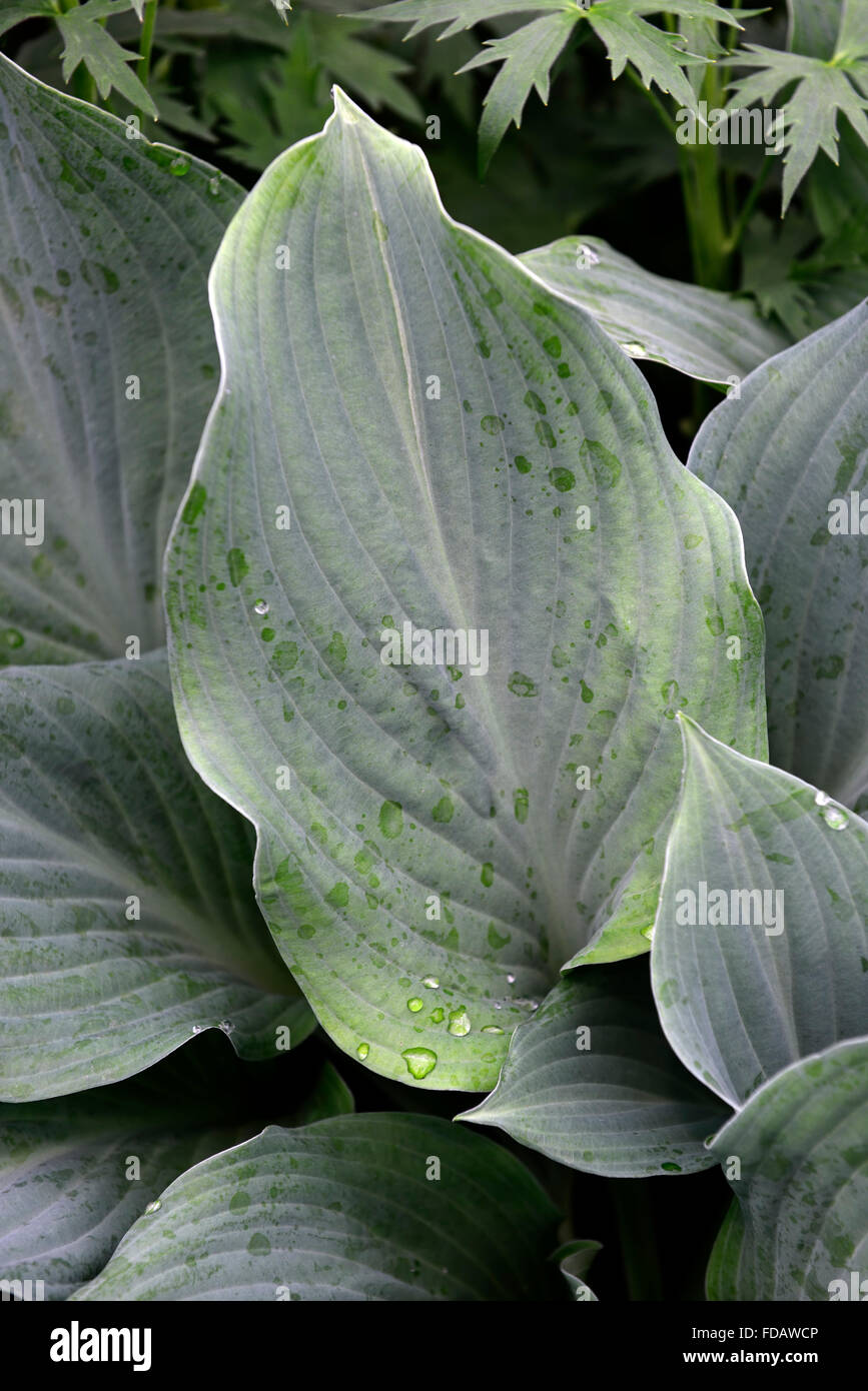 Hosta nigrescens krossa regal blu verde foglia foglie fogliame ombra ombreggiato bosco ombroso giardino giardinaggio floreale RM Foto Stock