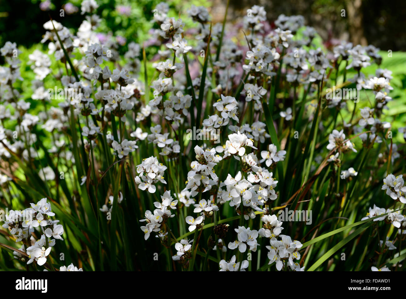 Libertia formosa sempreverdi piante perenni fiori estivi fioritura fiorisce rosa pallido white closeup messa a fuoco selettiva dei ritratti di piante Foto Stock