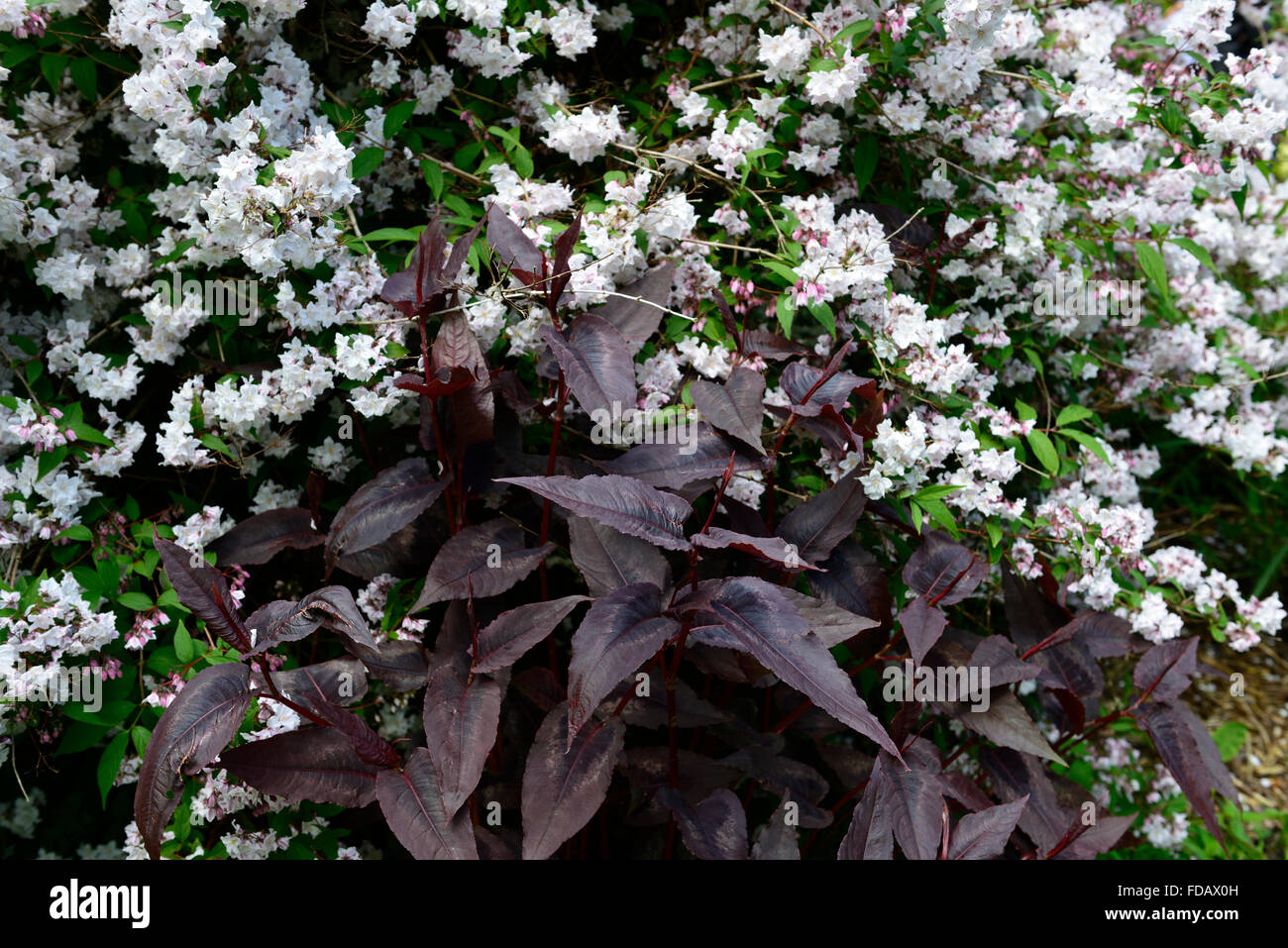 Persicaria microcephala drago rosso deutzia fiori bianchi fioritura combinazione molla di contrasto giardinaggio giardino floreale RM Foto Stock