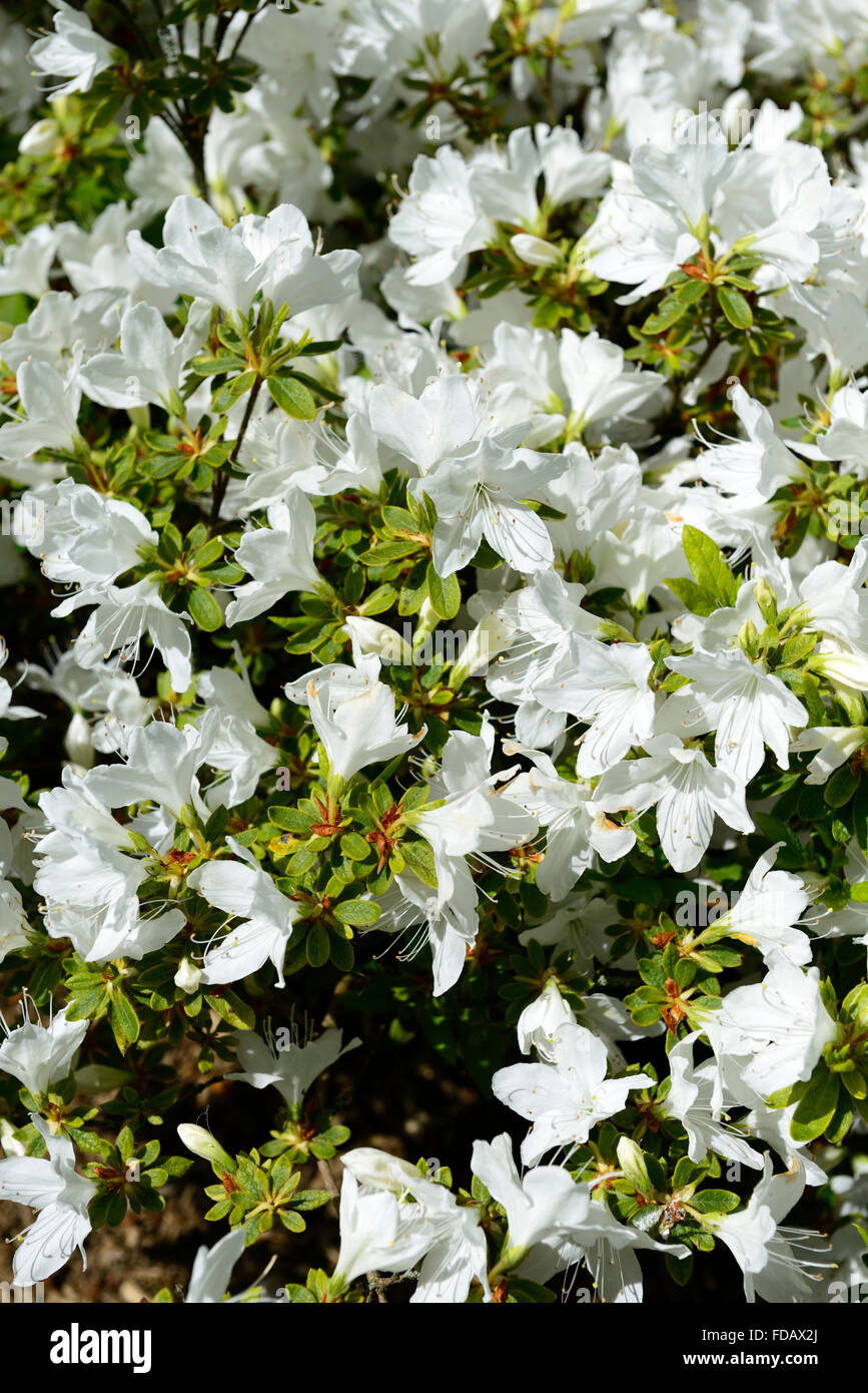 Rhododendron mucronatum gruppo fiore bianco fiore fioritura spring garden giardinaggio arbusti arbusto floreale RM Foto Stock