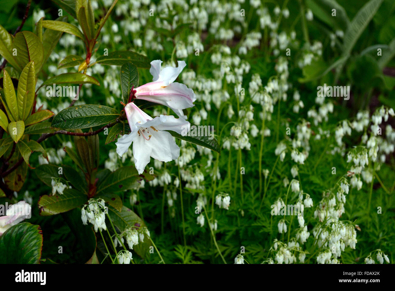 Rhododendron sandriana Dicentra eximia Alba fiore bianco fiori giardinaggio giardino ombra ombra ombra fioritura floreale RM Foto Stock