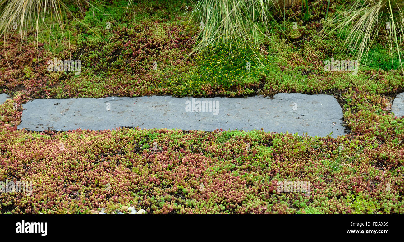 Tappeto di sedum formando un tappeto denso piano schema impianto surround  lastricato in pietra giardinaggio giardino funzione floreale RM Foto stock  - Alamy