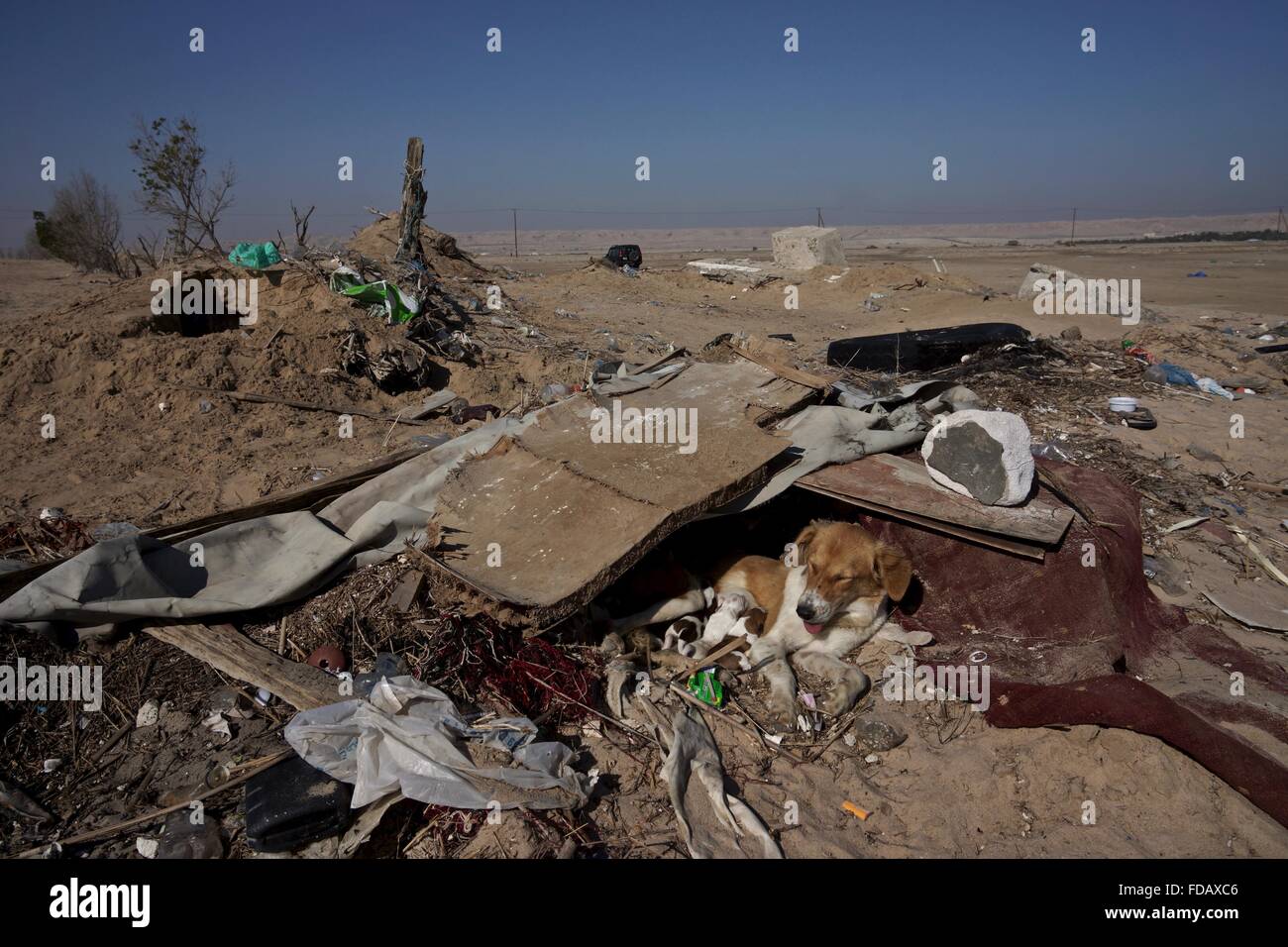 Un cane selvatico permette il neonato cuccioli allattare mentre loro riparo tra i rifiuti nel deserto. Foto Stock