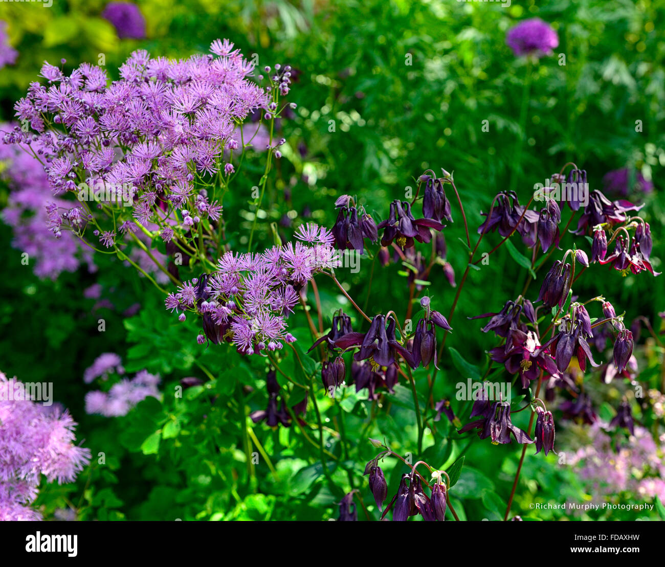 Thalictrum aquilegifolium aquilegia vulgaris viola fiore fiori semina primaverile combinazione giardinaggio giardino floreale RM Foto Stock