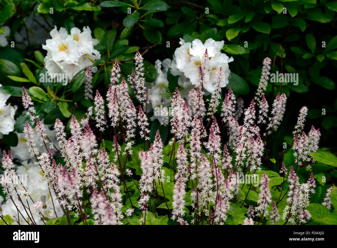 Tiarella cordifolia razzo rosa cuore-lasciava in schiuma-fiore fiori fioritura di rododendro arbusto ombra ombra ombra floreale RM Foto Stock