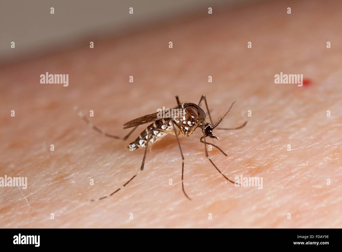 La zanzara Aedes aegypti mosquito su una pelle di persone. La zanzara può trasportare una varietà di malattie e si trova dietro il focolaio del virus Zika in Brasile. Foto Stock