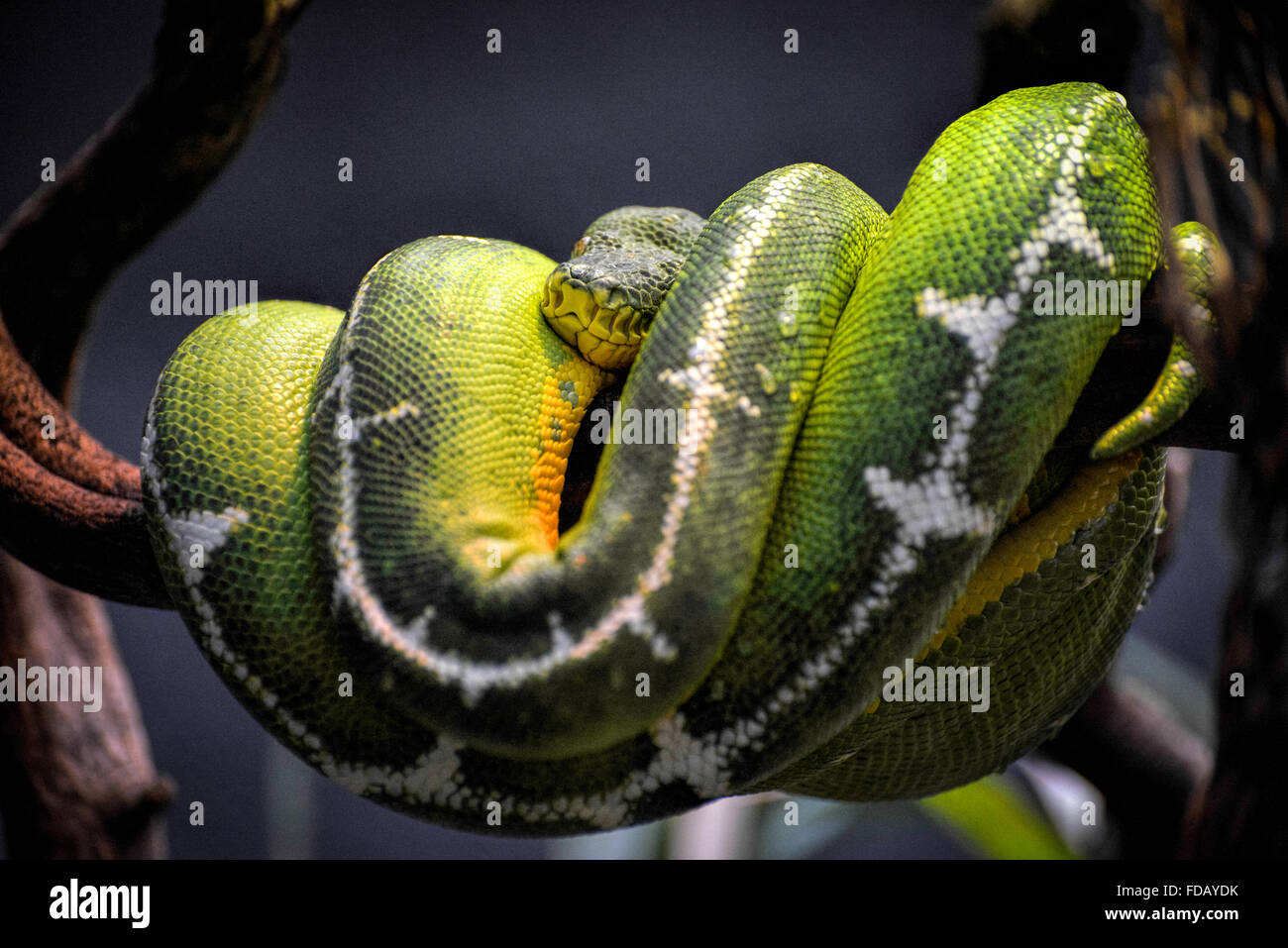 Emerald Tree Boa (Corallus caninus) Foto Stock