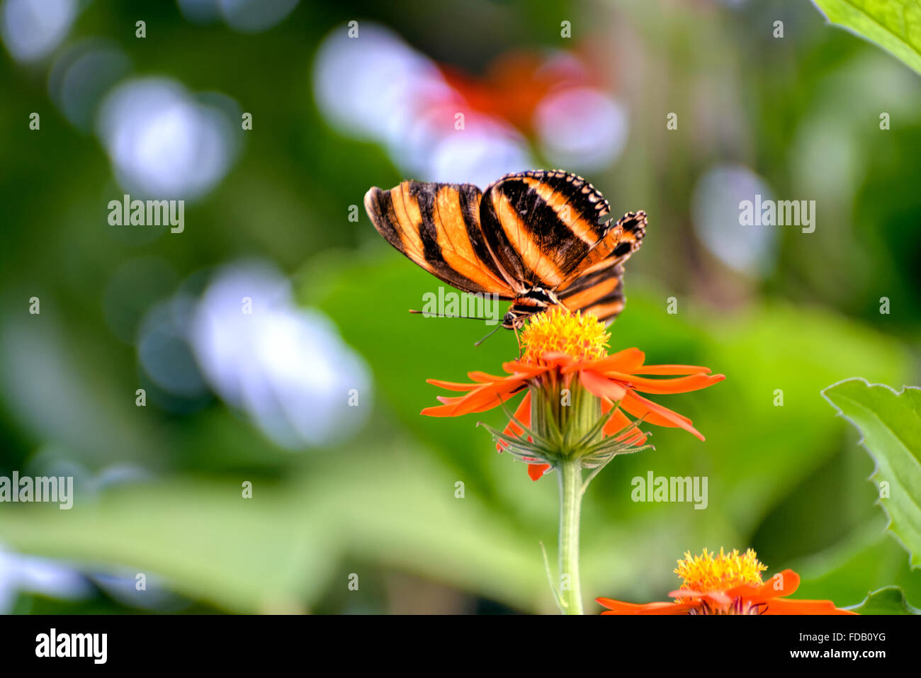 Orange Tiger Butterfly (Dryadula phaetusa) Foto Stock