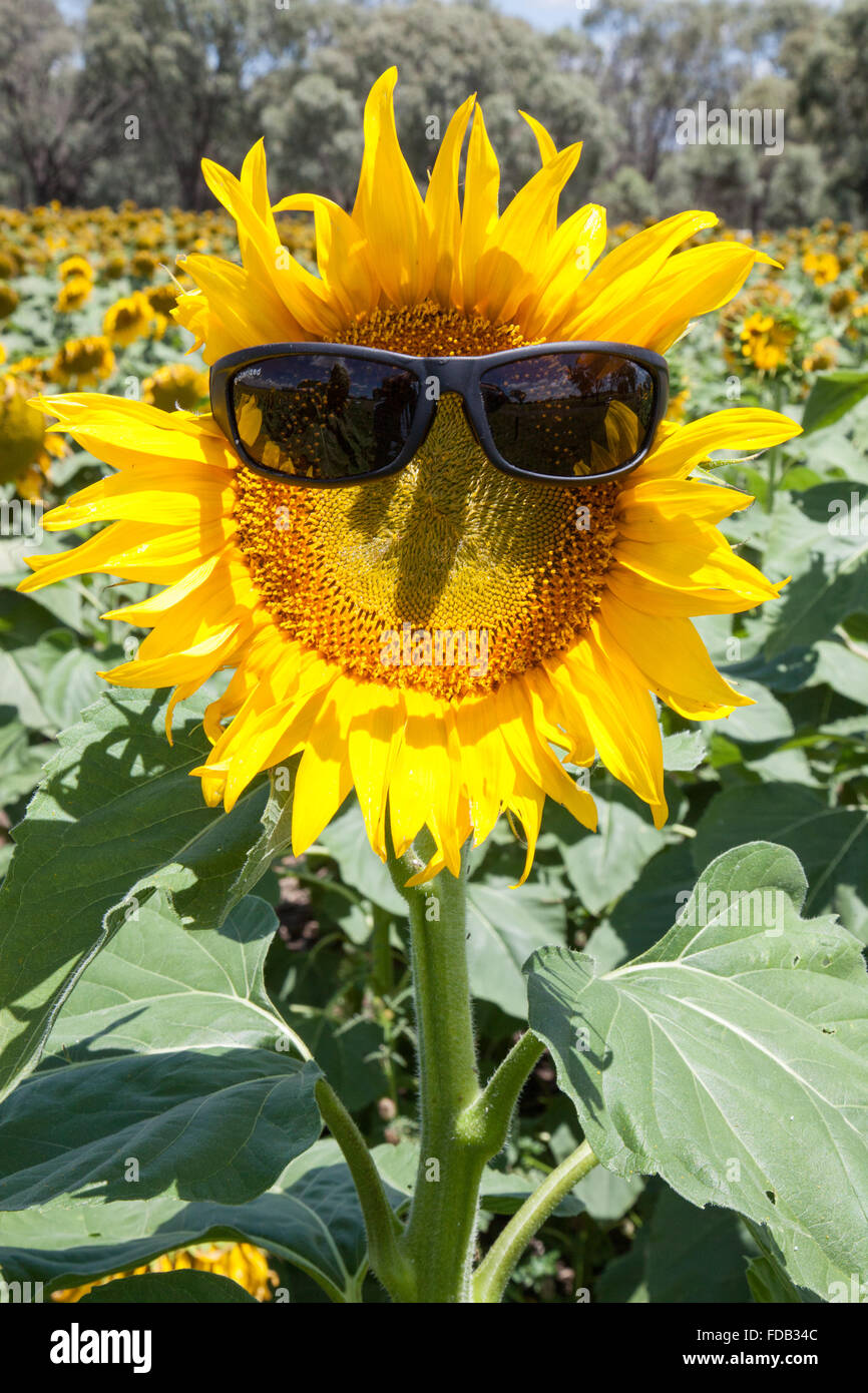 Girasoli nel Nuovo Galles del Sud, Quirindi regione Foto Stock
