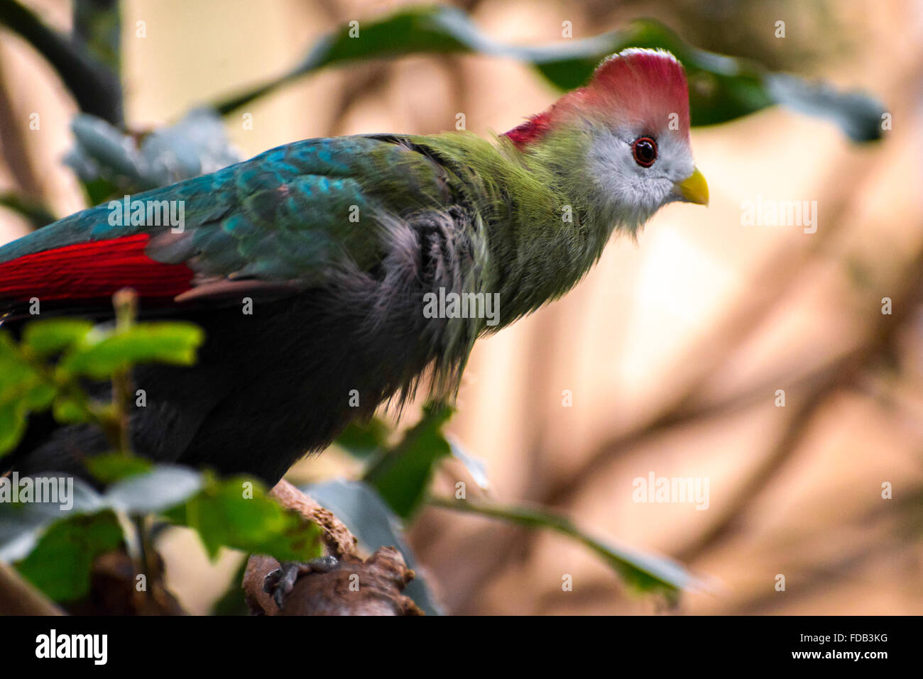 Rosso-crested's Turaco (Tauraco erythrolophus) Foto Stock