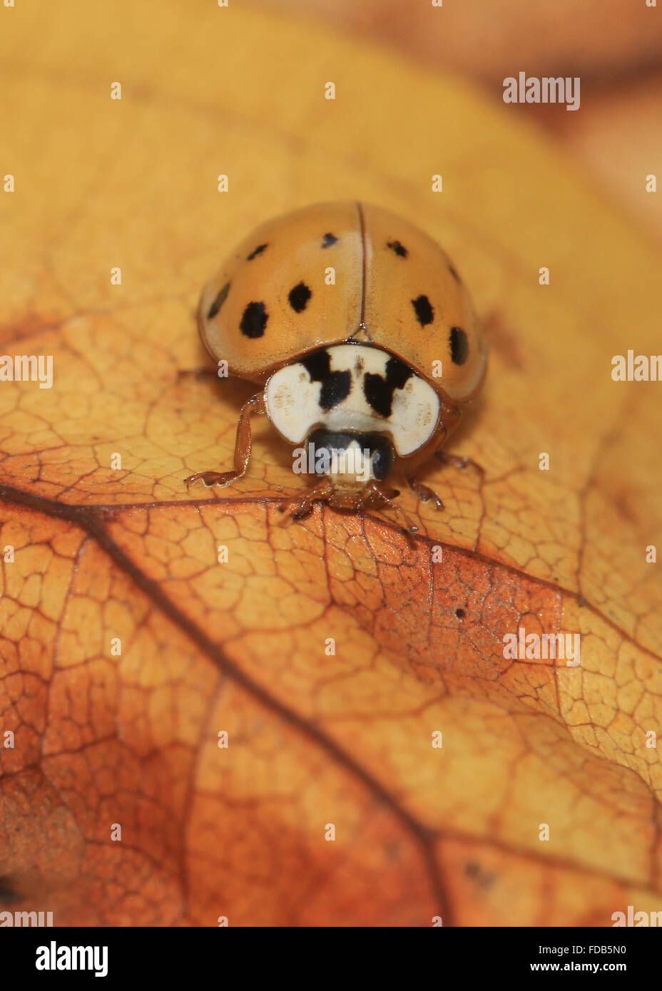 Orange harlequin ladybird (Harmonia axyridis) su una foglia di arancio in autunno nel Michigan Foto Stock