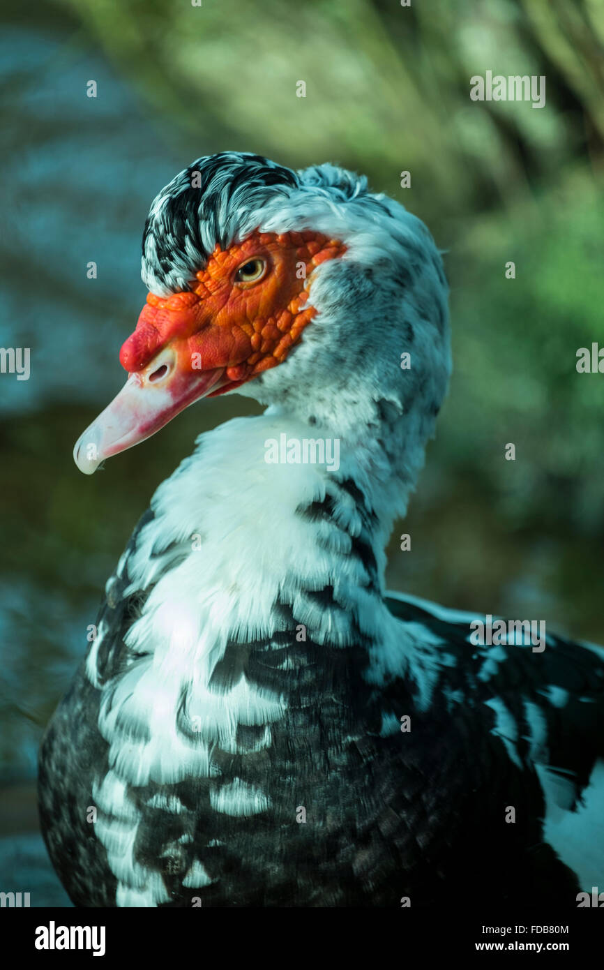 Anatra muta (Cairina moschata) maschio nella nuova foresta Hampshire. Anatra muta è nativo in Messico ed è una grande anatra. Foto Stock