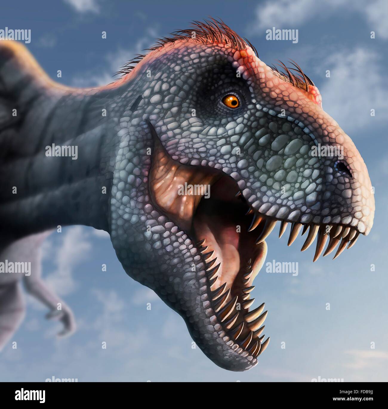 Tyrannosaurus rex testa, illustrazione. Questo dinosauro vissuto in Nord America da circa 70 milioni di anni fa fino a quando l'estinzione dei dinosauri di circa 5 milioni di anni più tardi. La testa è fortemente costruito per resistere agli urti con le prede animali, e presenta i denti taglienti di un predatore. T. rex è pensato per essere stata uno scavenger nonché un cacciatore. Tra i più grandi dinosauri carnivori, T. rex era fino a 6 metri di altezza e pesava quanto 7 tonnellate.L'animale è rappresentata con piume marrone, pur se essa aveva anche nella vita reale è speculativa. Foto Stock