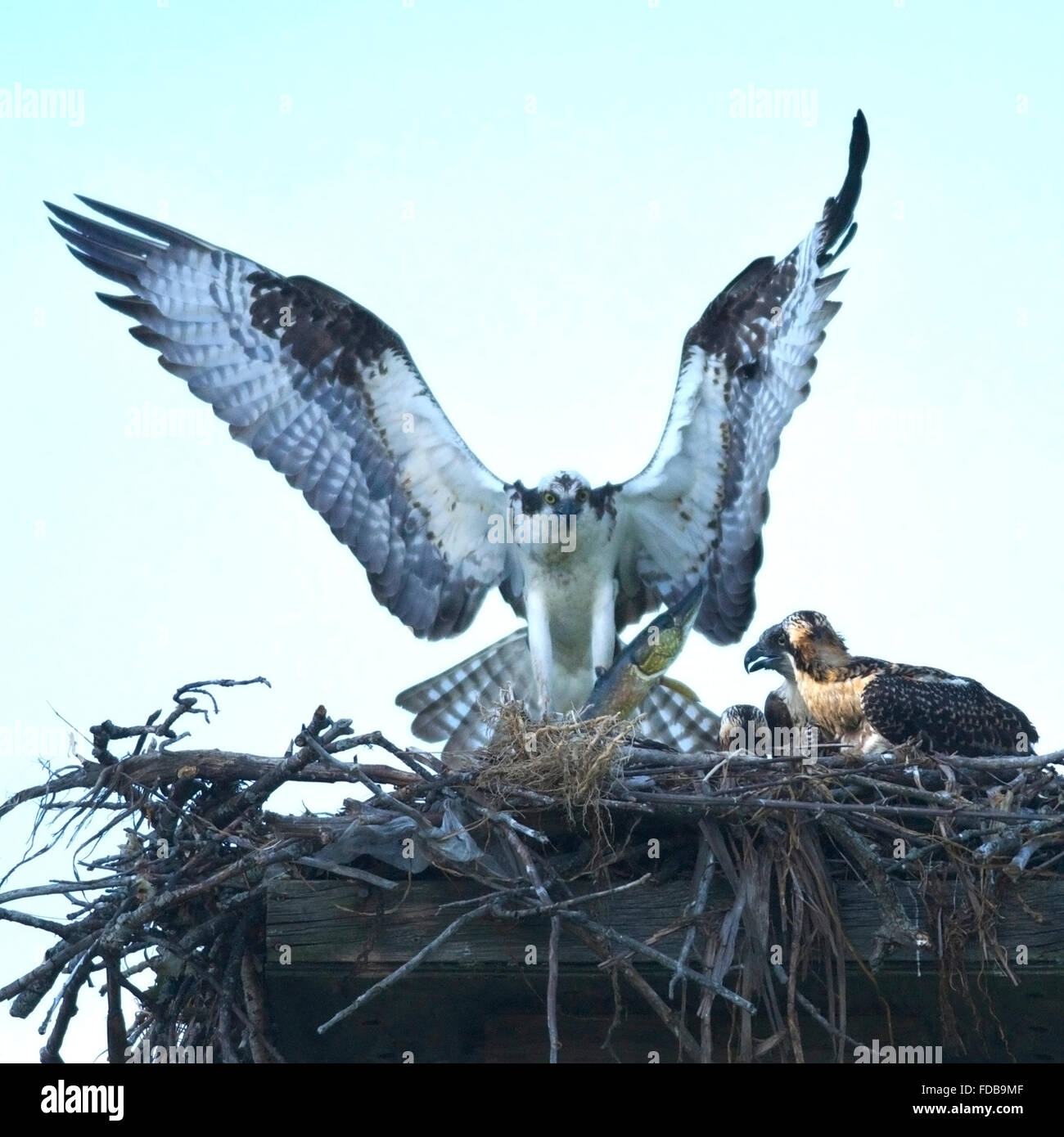 Colore Colore immagine di un adulto osprey in atterraggio a nido con pike giovani nel nido Foto Stock