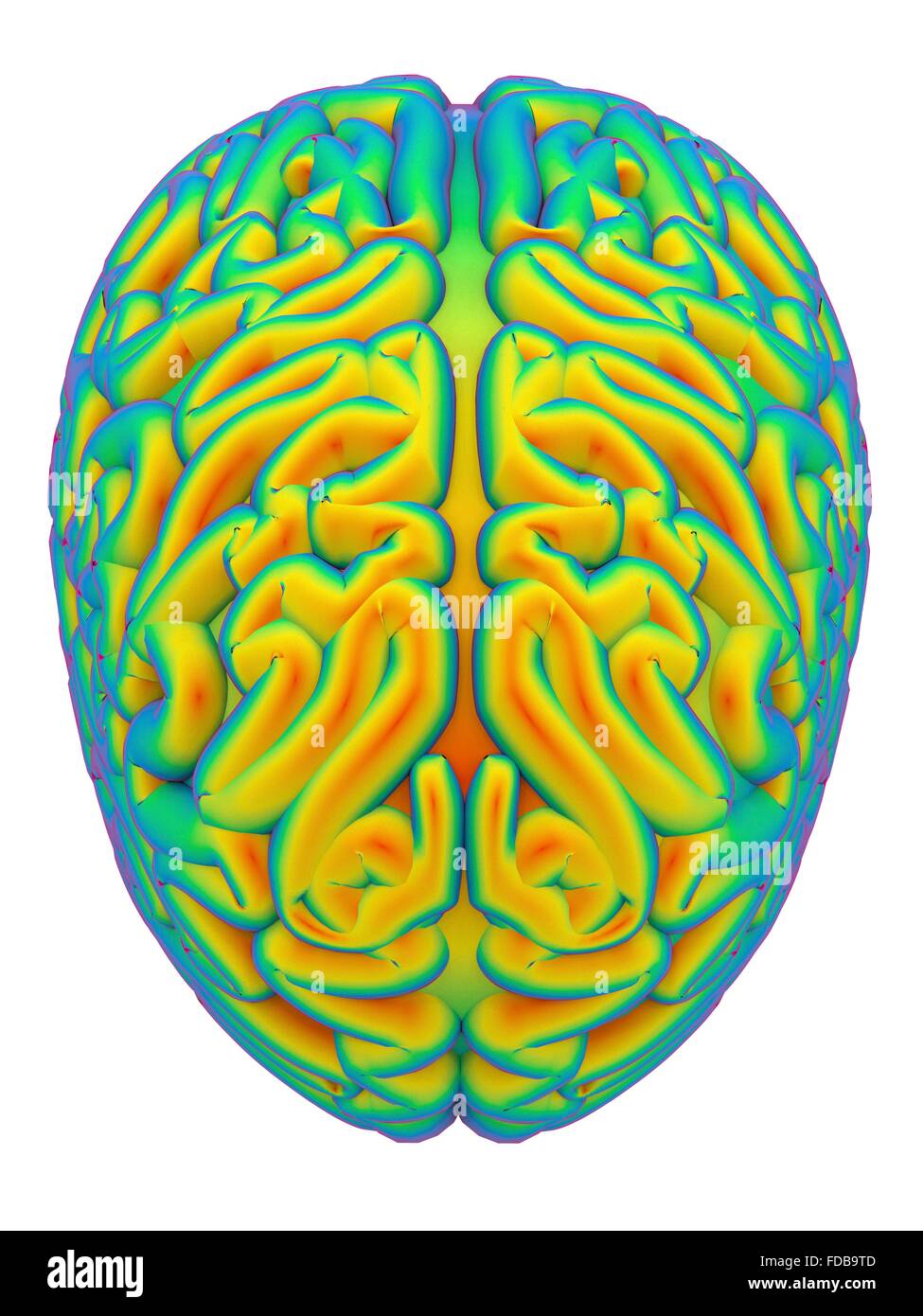 Cervello umano, di computer grafica. Foto Stock