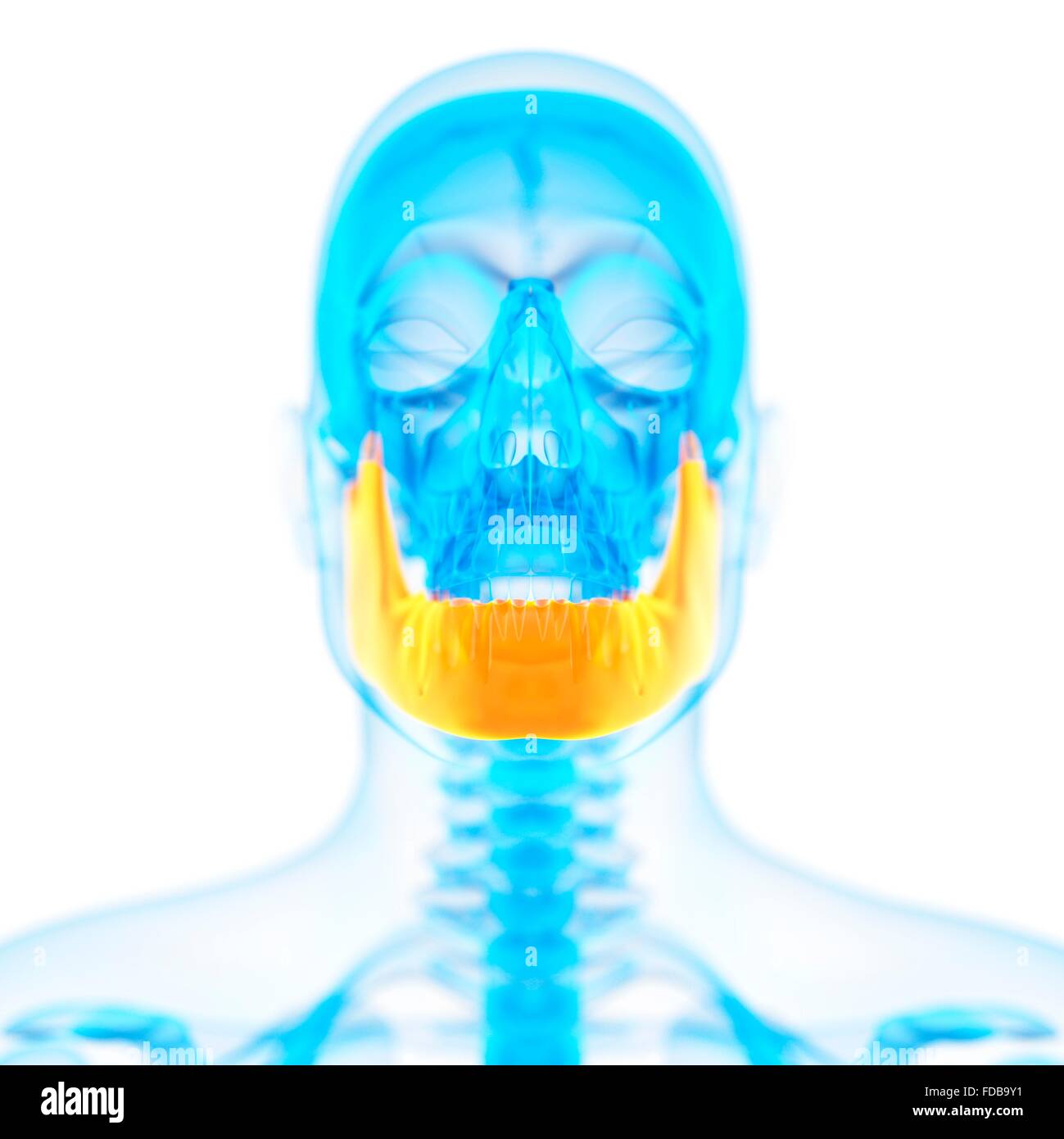 Human osso mandibolare, illustrazione. Foto Stock