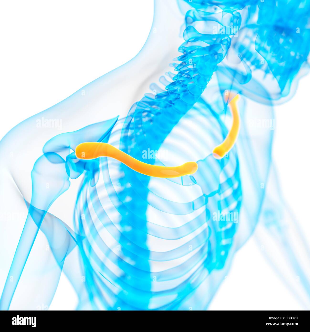 Collare umano osso (clavicola), illustrazione Foto stock - Alamy