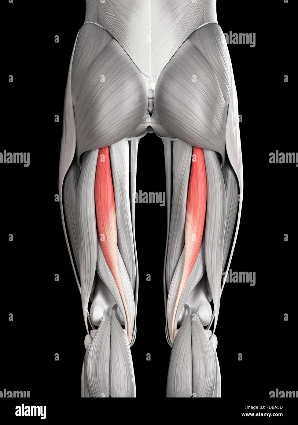 Gamba umana muscoli (tendine semitendinoso), illustrazione. Foto Stock
