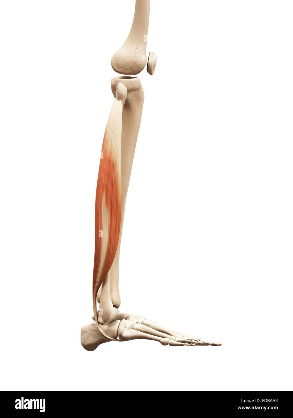 Gamba umana muscoli (fibularis longus), illustrazione. Foto Stock