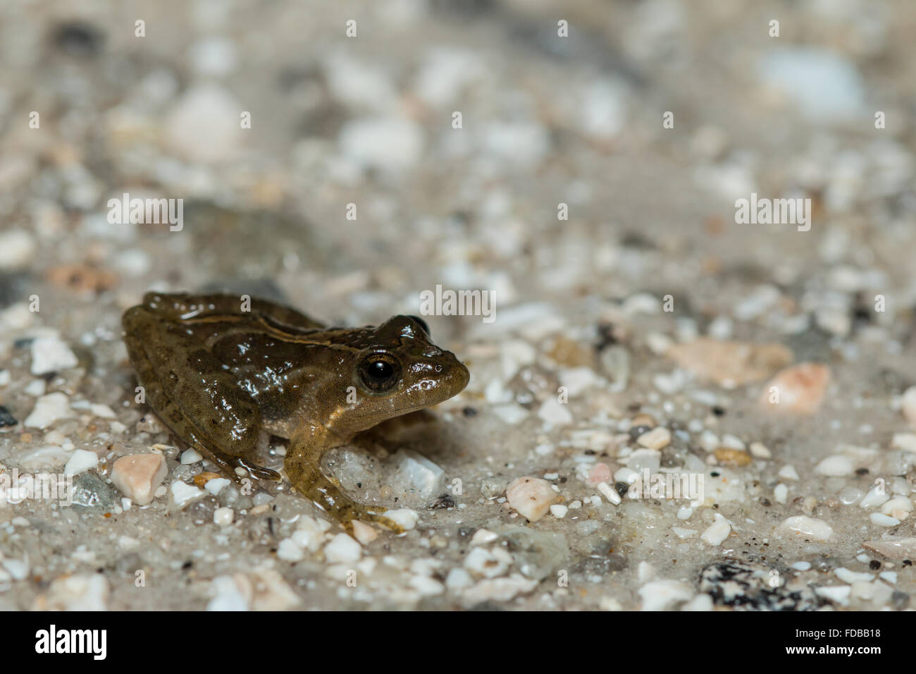 Florida cricket rana su una strada di sabbia - Acris gryllus dorsalis Foto Stock